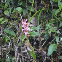 Satyrium nepalense D.Don